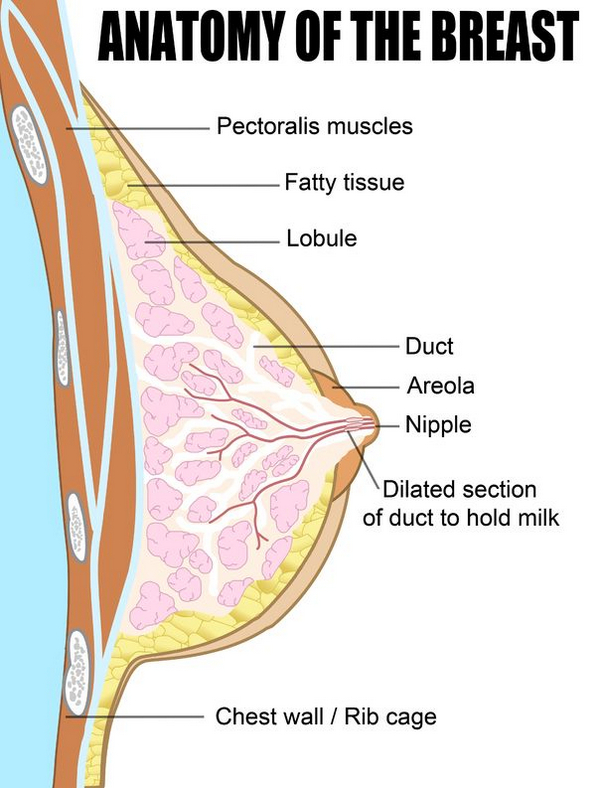 nipple anatomy breast glands, milk ducts, anatomy-of-the-aerola-nipple-complex-breast-glands